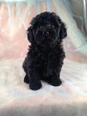 Female Black Schnoodle Puppy for sale #5 DOB 8-22-2013|Iowa Breeders with Puppies for sale